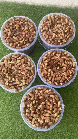 سح نغال غاوي نظيف مكنوز ومرتب