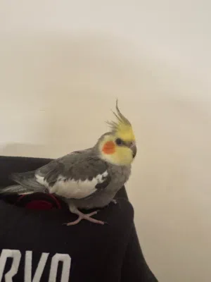 عصفور كوكتيل اليف