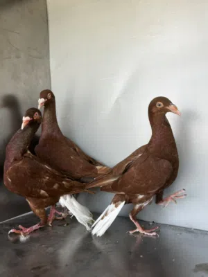 جوز شغلات مكفولات للبيع بدون الفرخ