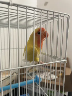 ببغاء روز للبيع