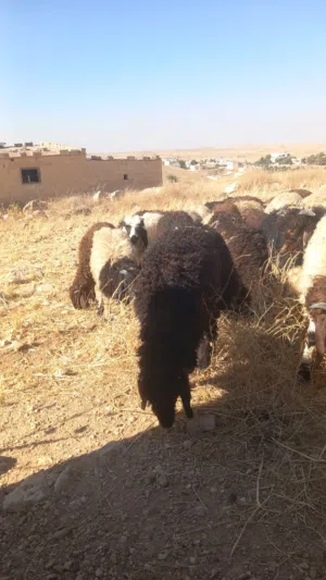 يوجد خرفان بالعدد 100 بالصلاة على النبي