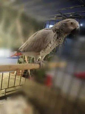 عبدالله 