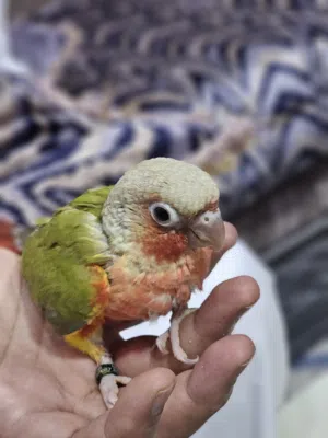 دبل فاكتور كونيور