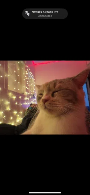 6 cats for adoption not sick everyone vaccinated properly persian cats