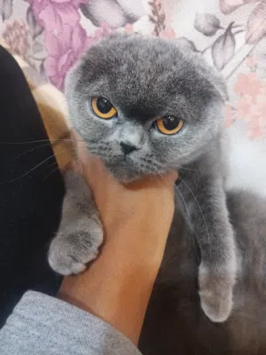 قطه سكوتش فولد للبيع