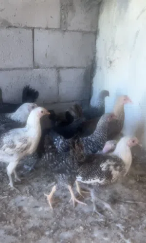 متاح في السلط