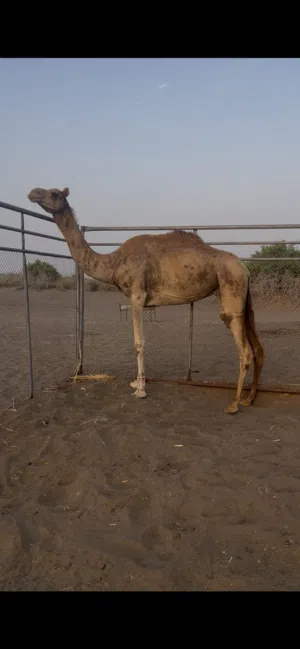 ناقه ام ثاني نبط للبيع