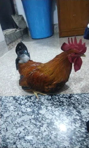 ديك شمسي قوي وبصحه جيده عمره سنه ونصف