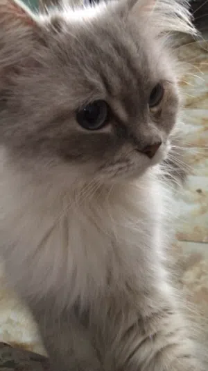 قطه جميله للبيع