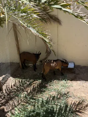 زوج الماعز القزم
