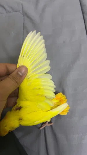 طير لاتينو نهاية غر يبي له سبوع تقريبا