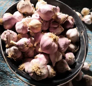 ثوم عماني  محلي