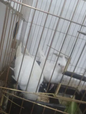 كوكتيل اليبنو