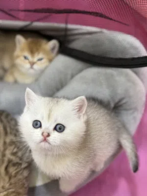 قط ذكر سكوتش ستريت العمر شهر تاريخ الميلاد 21/1 لعوب متعود ع اللتر بوكس وبياكل دراي فود