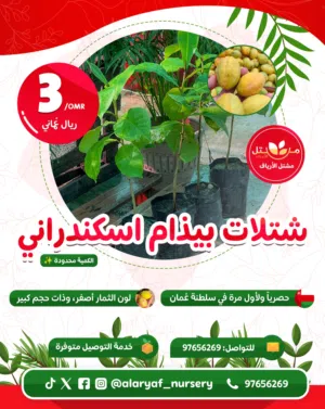 عرض على شتلات البيذام أو اللوز الاسكندراني الحساوي الثمرة الجامبو  لأول مرة في عمان من مشتل الأرياف
