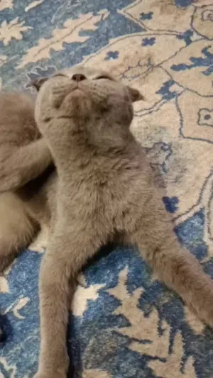 گاربا اسکتیش