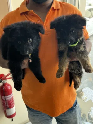 GSD Puppies