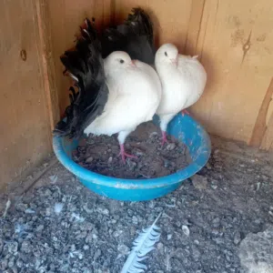 تونسي بوديل