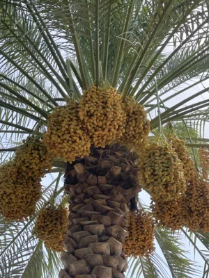 13 مدلوكي يصلحن للبوش