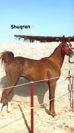 مهر خط جمال