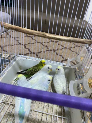 متاح من فضل الله انتاج بقلينو 5 طروف