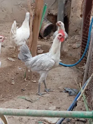 3ديوجه فيومي المنيوم للبيع