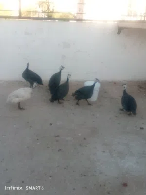 جاج فرعوني عدد7اقرا النص عمان جاوا