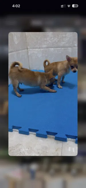 chihuahua cup tea size