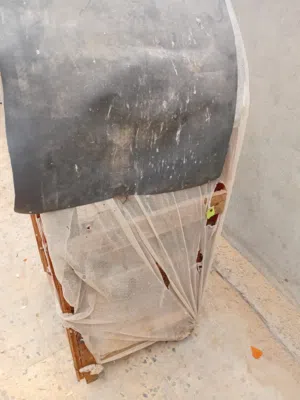 عصافير زيبرا