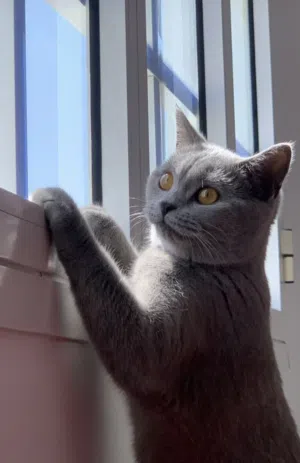 British and Scottish cat for urgent sale