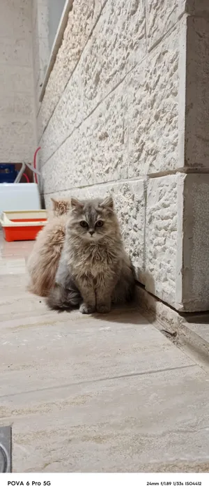 ‏شيرازي‏4