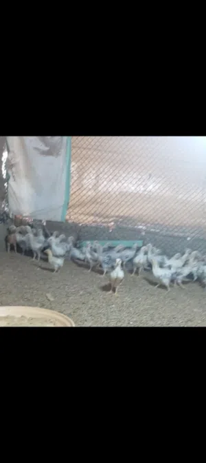 دجاج فرنسي
