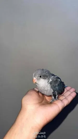 مطلوب فرخ كويكار للبيع بسعر مناسب ويكون متعود على الزق اليدوي