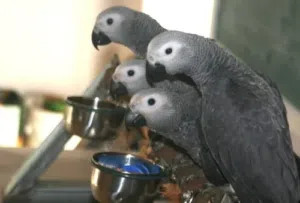 Congo African Grey Parrots – Hand-Reared & Captive Bred in the UAE