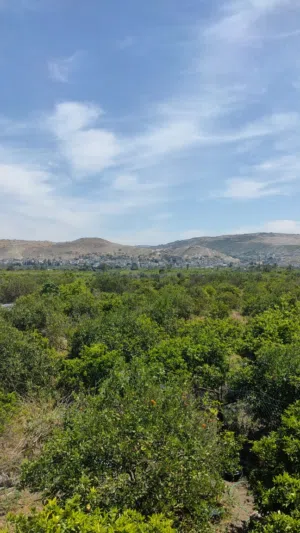 مزرعة حمضيات