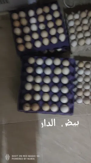 بيض الدار ممتاز جدا لعمل فطور رمضان غير مخصب