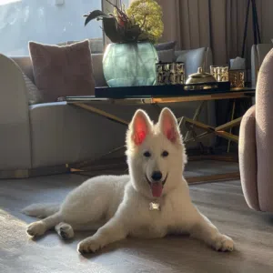 Swiss shepherd