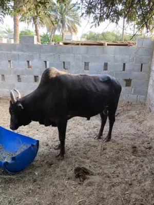 ثور عماني للبيع