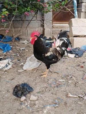 متاح ديوجة للبيع