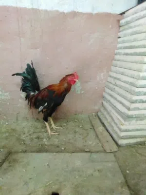 ديج للبيع