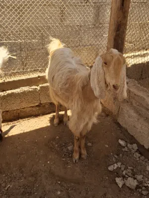 أغنام باكستانيات للبيع
