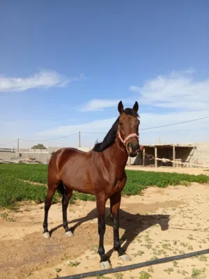 حصان بسم الله ماشاء الله وبسعر مناسب للجميع