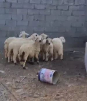للبيع جميع الحلال