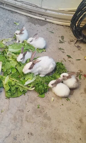 ارانب نثيه وذكر معا ارانب صغيره