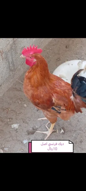 ديك فرنسي للبيع