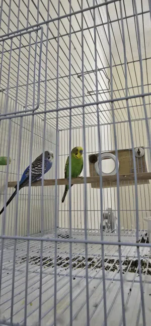 زوج طيور بادجي ذكر وانثى جاهزين للإنتاج مع القفص وجميع الملحقات مطلوب 150 درهم