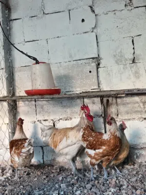مزرعة السلط للطيور