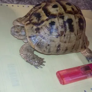 سلاحف بريه للبيع