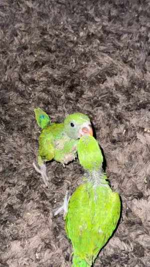 فروخ دره للبيع
