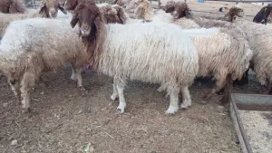 ذبائح بصلاة على النبي